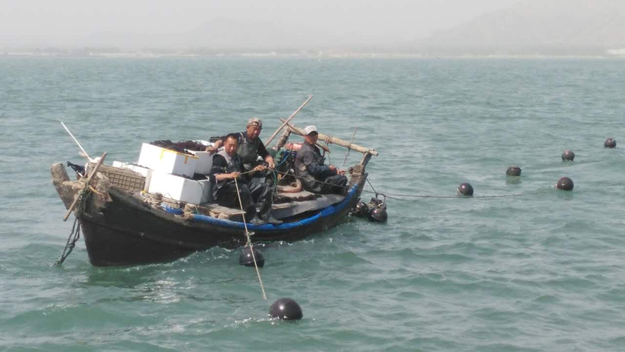 英豪集团海洋牧场于今日开始下苗